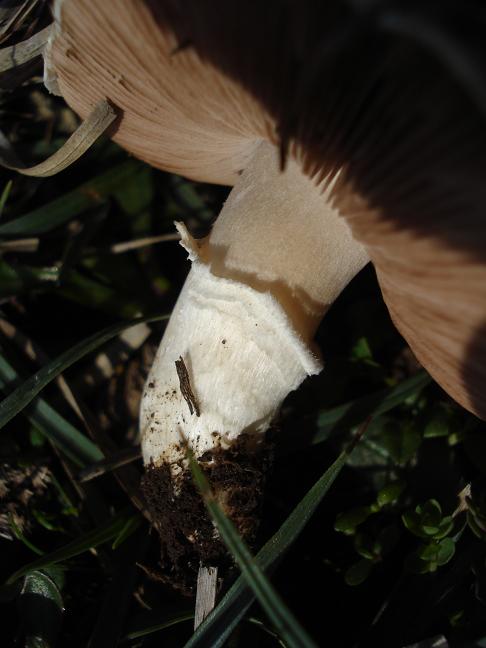 Agaricus campestris s.l.